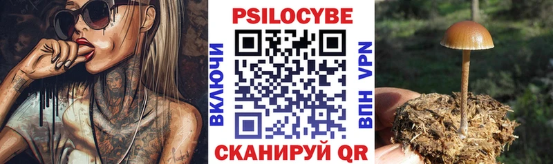 магазин продажи   Сертолово  Галлюциногенные грибы Psilocybe 