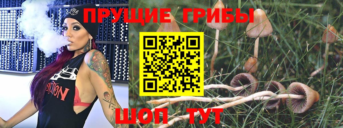 Псилоцибиновые грибы прущие грибы Сертолово