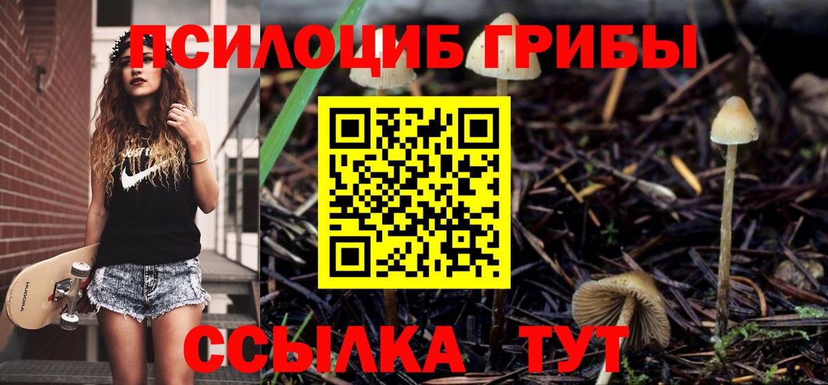 купить закладку  Псилоцибиновые грибы мицелий  Вход с VPN  Сертолово 